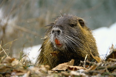 nutria