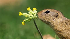 Spermophilus citellus