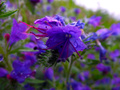-Purple Macro-