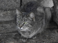 -GrayCat -