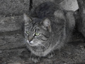 -GrayCat -