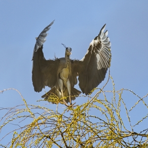 ďábel-volavka šedivá