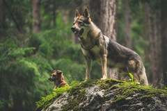 Pajda & Orco