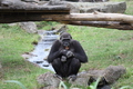 zývajúca gorila