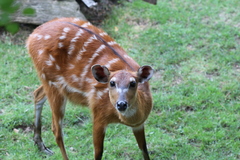 Sitatunga