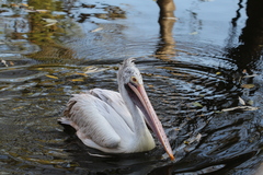 pelikán