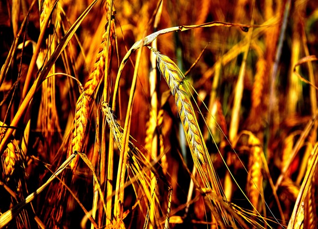 evening barley