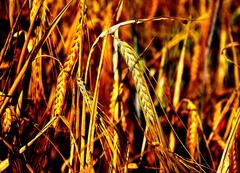 evening barley
