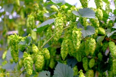 Cascade