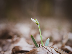 Galanthus nivalis / snežienka