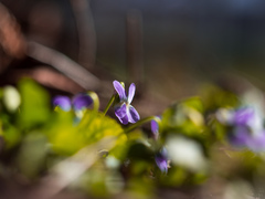 Fialka (Paja alebo Ivona)