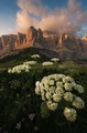 Rozkvitnuté Dolomity