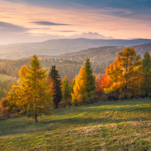 Levočské vrchy