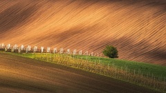 Vrbický vinohrad