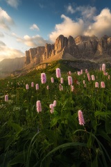Rozkvitnuté Dolomity