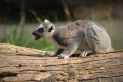 Lemur