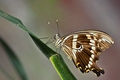 Papilio dardanus