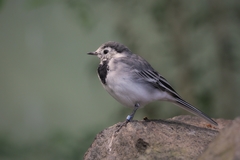 Pozorovatel
