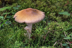 Cortinarius caperatus