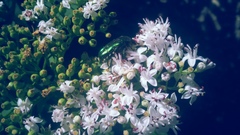 Kvety a zelený chrobák