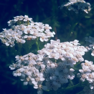 Biele kvety
