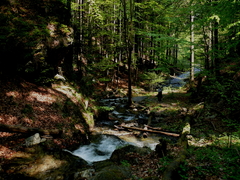 Les - zátišie 23