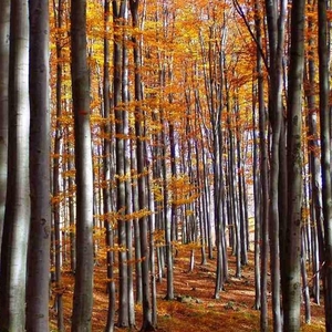 Jesenný les 1