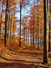 Jesenný les 2