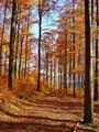 Jesenný les 2