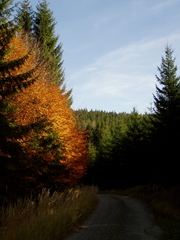 Jesenný les 3