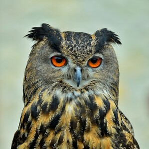 Výr velký, (Bubo Bubo)