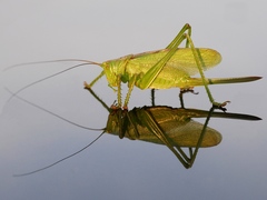Tettigonia viridissima