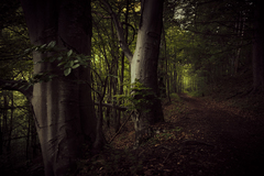 lesom