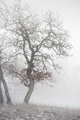 strom