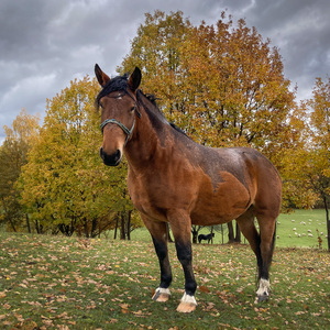 Lyso, Mišo a ovečky