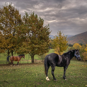 Mišo a Lyso