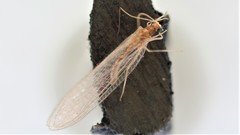 Fly