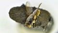 Fly