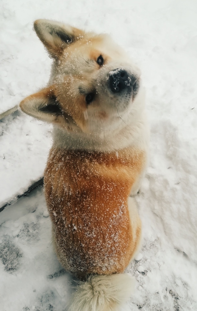 snehovv Hachiko