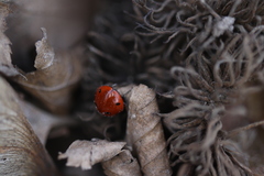 ladybug
