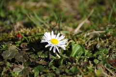 Sedmikráska