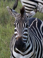 zebra I