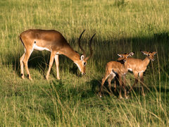 antilopia rodinka