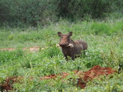 Pumba