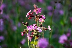 Purple nature