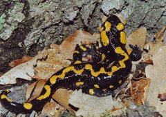 CikCak