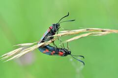 Intimita v medziach možností