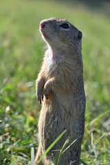 🐿️