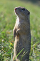 🐿️