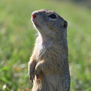 🐿️